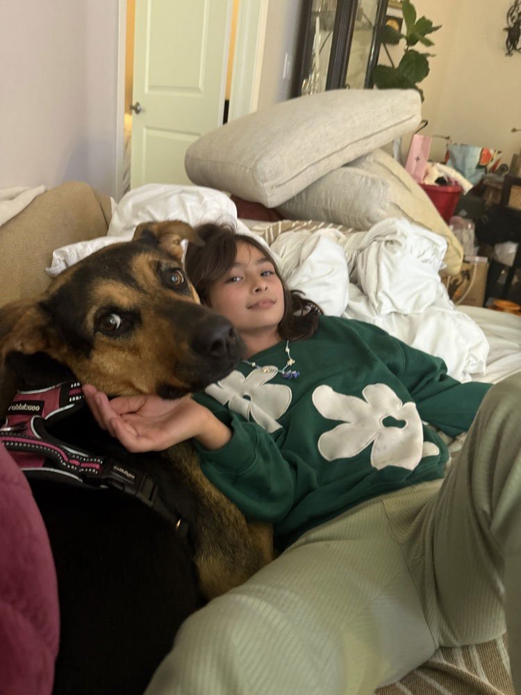 LINDA - Shepherd available for adoption