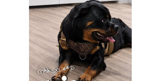 JOJO - Rottweiler available for adoption
