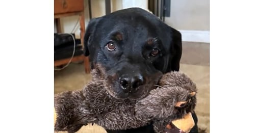 BRONSON - Rottweiler for adoption in Chandler