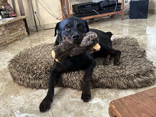 BRONSON - Rottweiler available for adoption