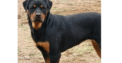 SCARLET - Rottweiler available for adoption