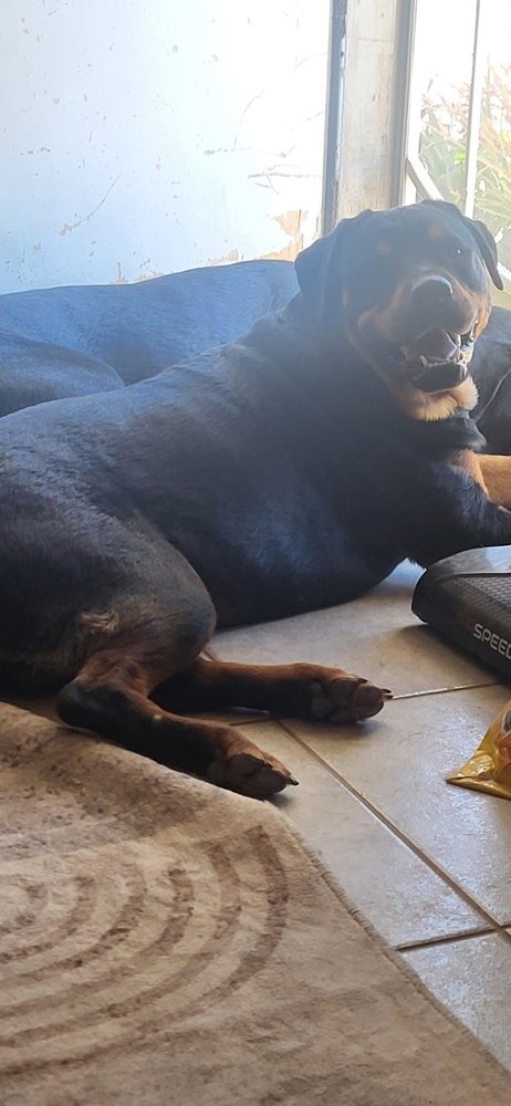 SCARLET - Rottweiler available for adoption