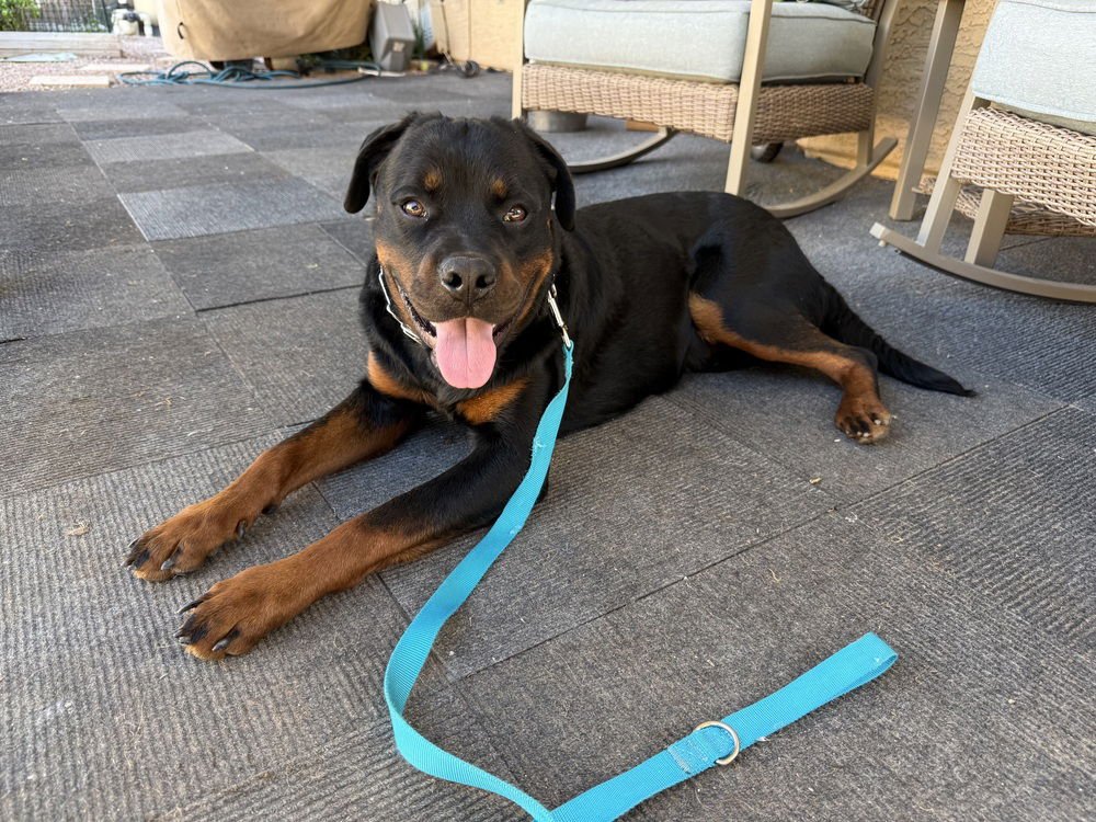 OTIS - Rottweiler available for adoption