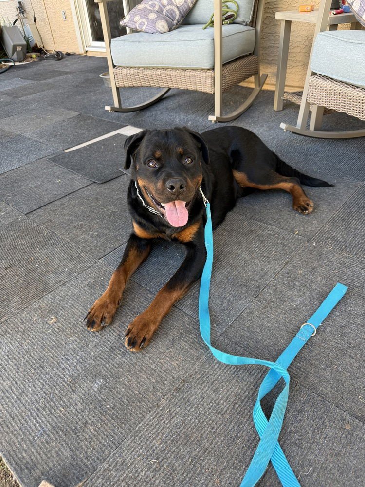 OTIS - Rottweiler available for adoption