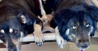 Precious - Photo 3