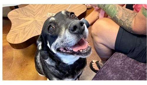 PRECIOUS - Labrador Retriever / Tibetan Mastiff for adoption in Chandler