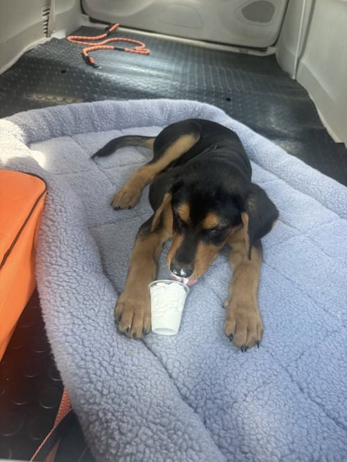 BOBO - Rottweiler available for adoption