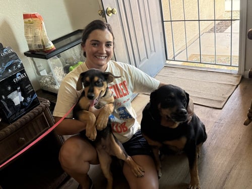 BOBO - Rottweiler available for adoption