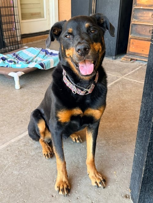 DOLCE - Rottweiler for adoption in Chandler
