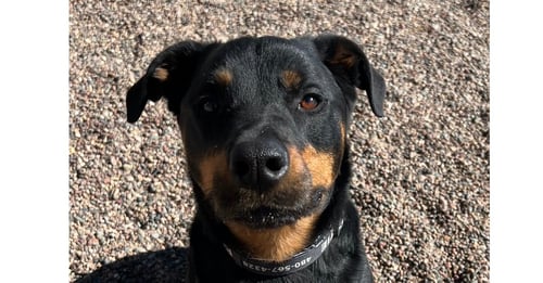 DOLCE - Rottweiler available for adoption