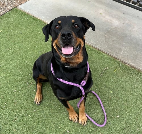 OAKLEY - Rottweiler for adoption in Chandler