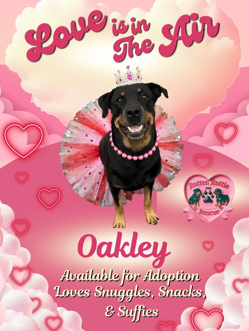 OAKLEY - Rottweiler available for adoption