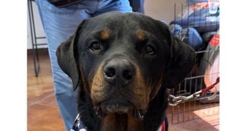 JACKSON - Rottweiler available for adoption