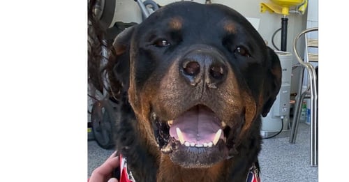 JACKSON - Rottweiler available for adoption