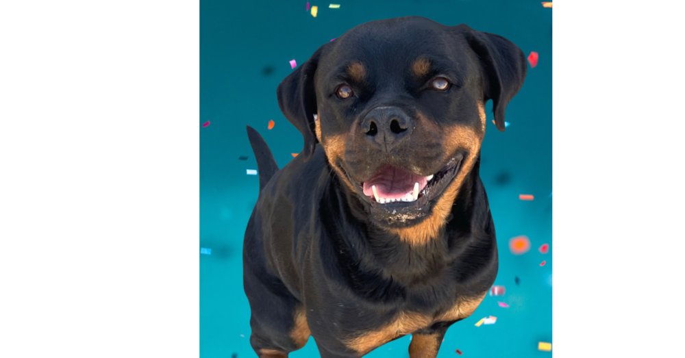 MORGAN - Rottweiler available for adoption