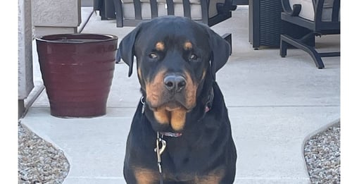 FLEX - Rottweiler for adoption in Chandler
