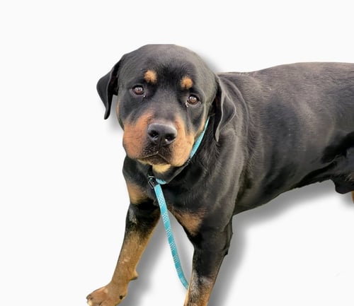 FLEX - Rottweiler available for adoption