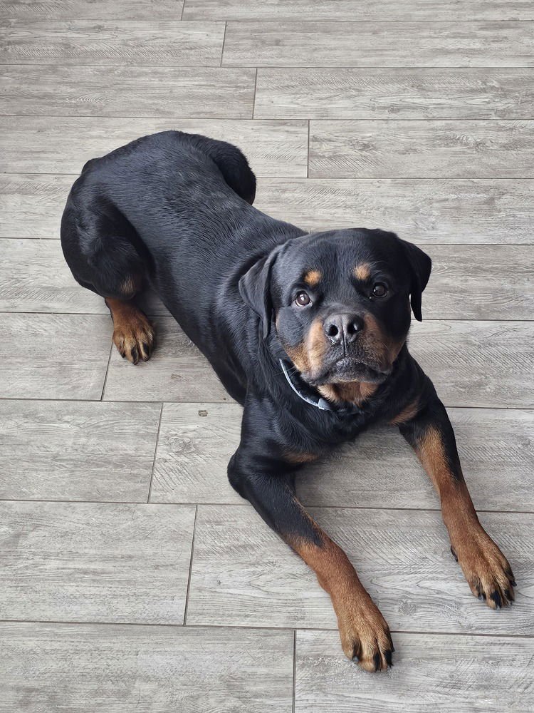 JUDAH - Rottweiler available for adoption