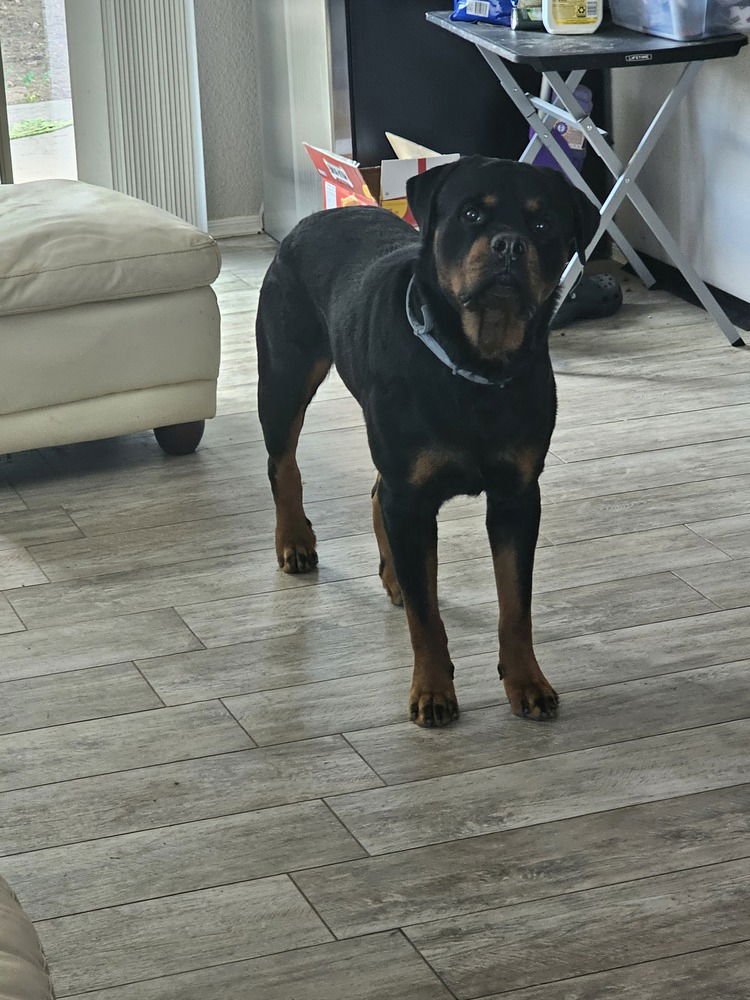 JUDAH - Rottweiler available for adoption