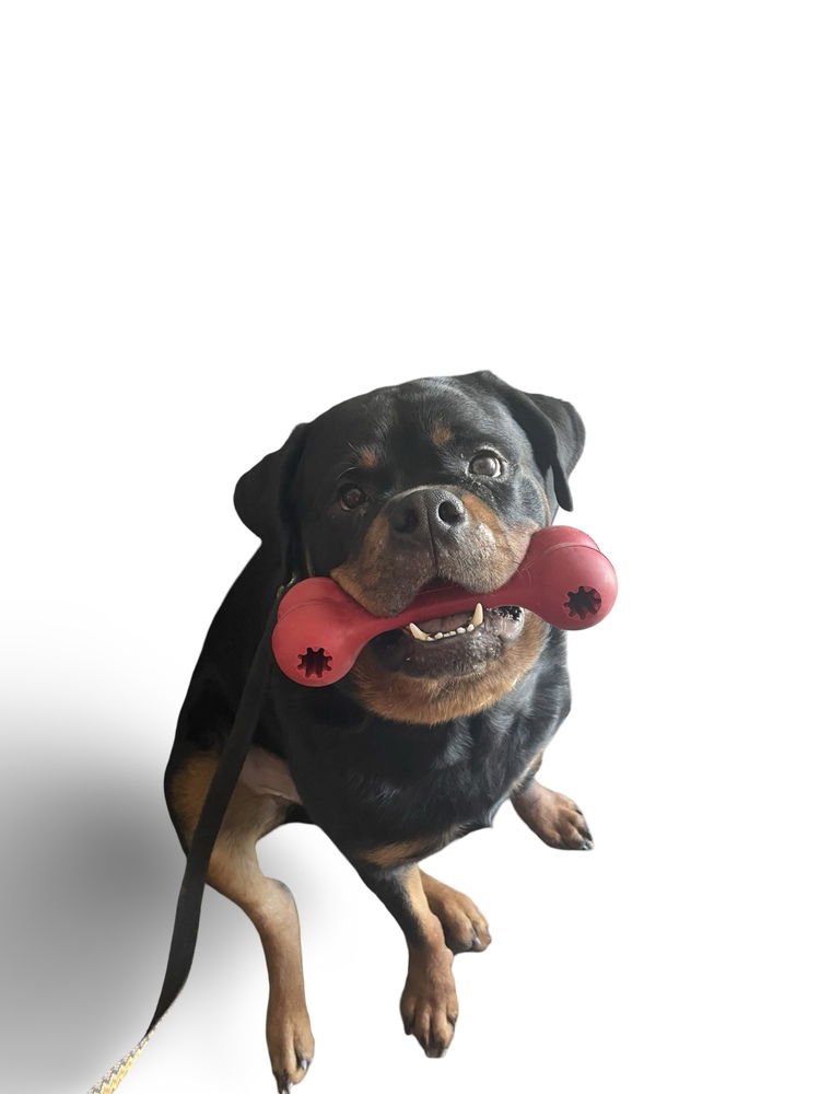 NIKO - Rottweiler available for adoption