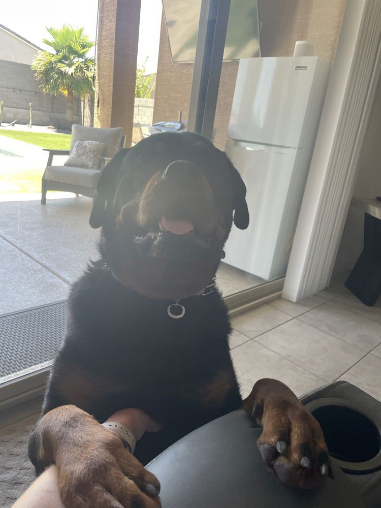 NIKO - Rottweiler available for adoption