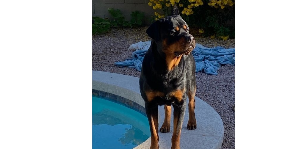 ALEXANDER - Rottweiler available for adoption