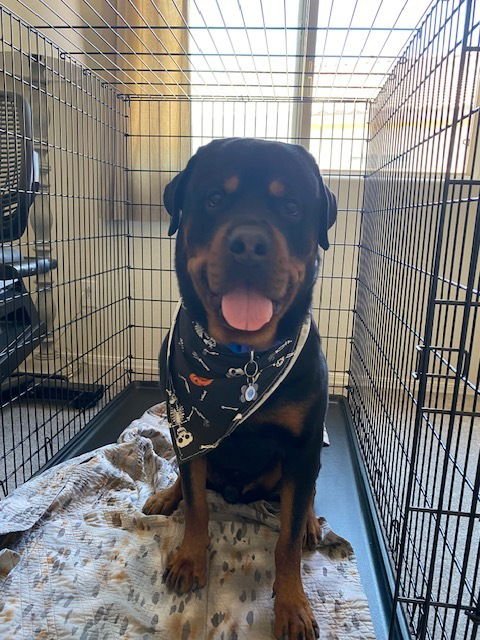 ALEXANDER - Rottweiler available for adoption