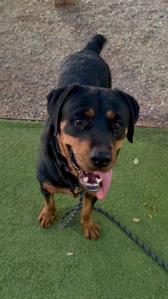 SASHA - Rottweiler available for adoption