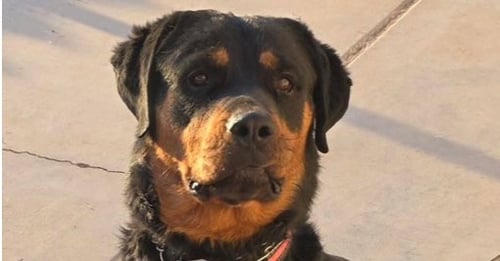 SASHA - Rottweiler available for adoption