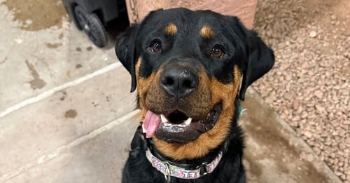 SASHA - Rottweiler available for adoption
