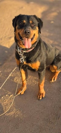 Sasha - Photo 3