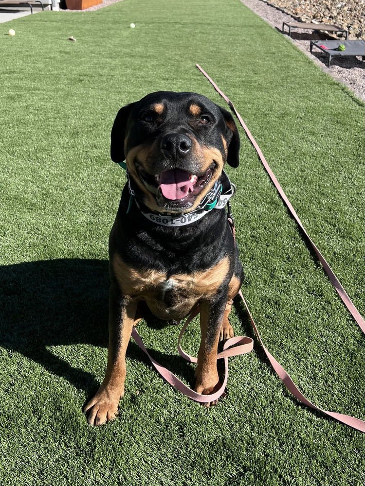 ACE - Rottweiler available for adoption
