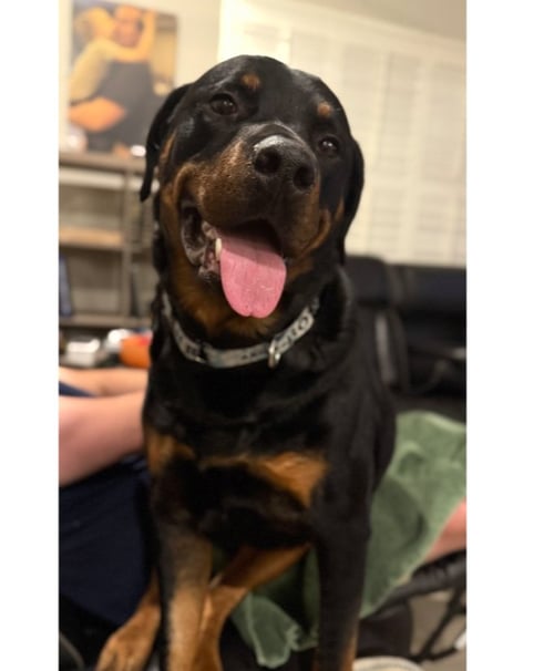 WILCOX - Rottweiler for adoption in Chandler