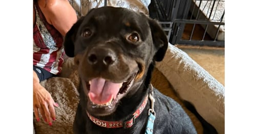 LUKE - Rottweiler available for adoption