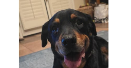 LILLIE - Rottweiler available for adoption