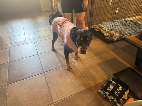 LILLIE - Rottweiler available for adoption