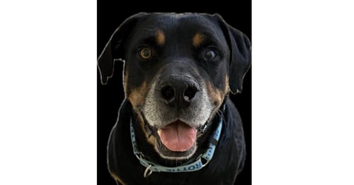 MAXWELL - Rottweiler for adoption in Chandler