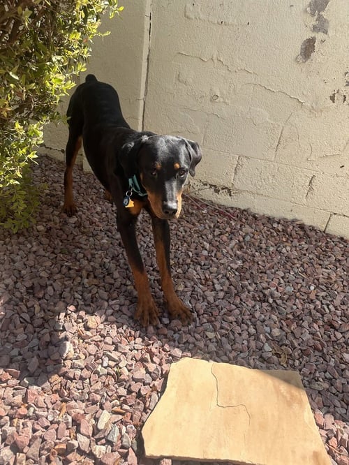 WILLY - Rottweiler available for adoption