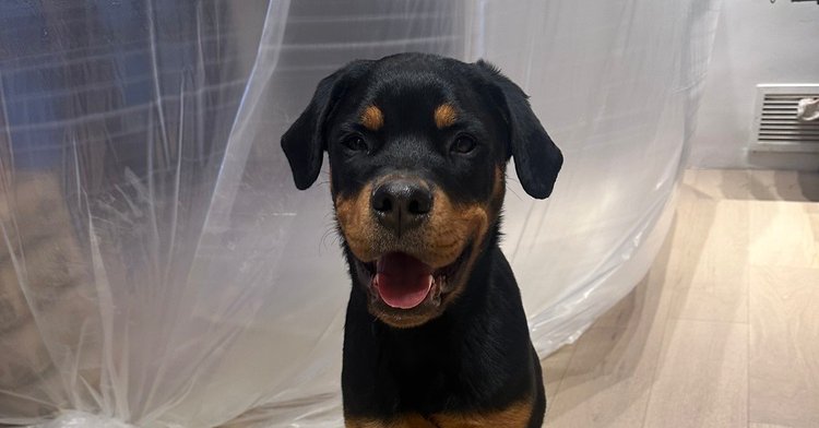LEMON - Rottweiler available for adoption