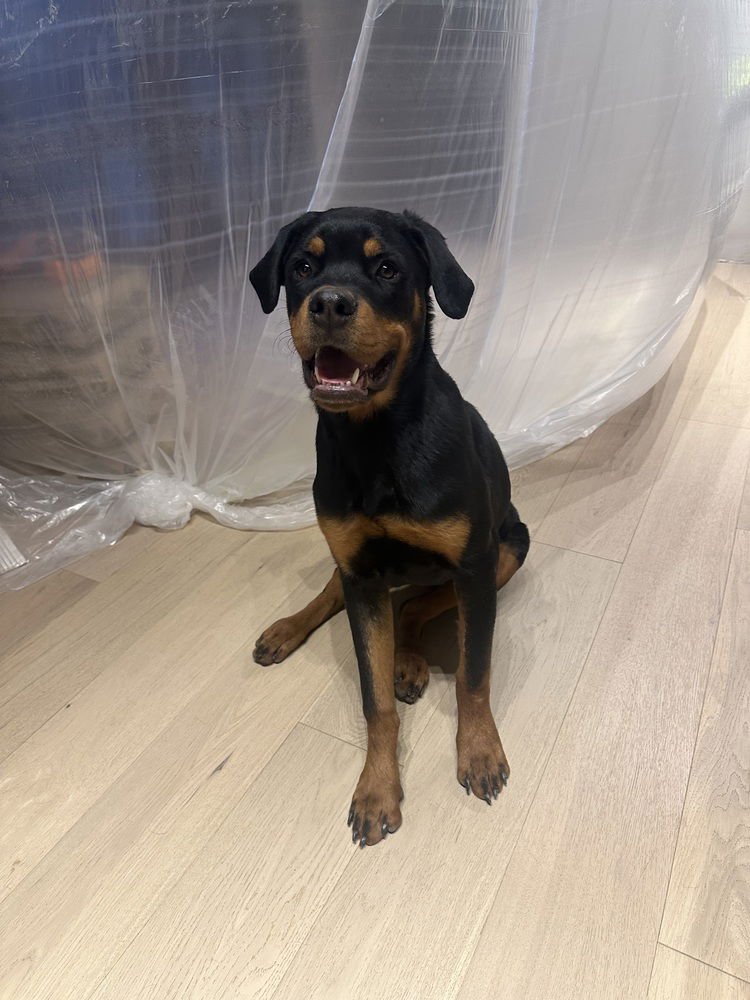 LEMON - Rottweiler available for adoption