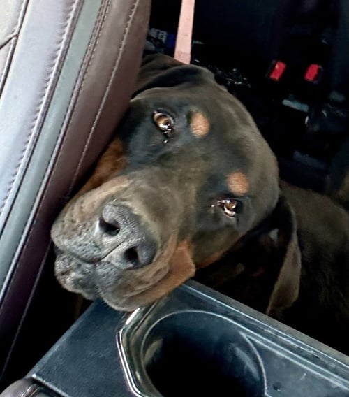 MAC - Rottweiler / Doberman Pinscher available for adoption
