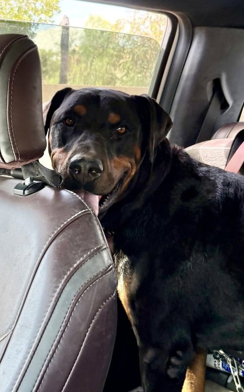 MAC - Rottweiler / Doberman Pinscher available for adoption