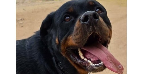 BAM - Rottweiler available for adoption
