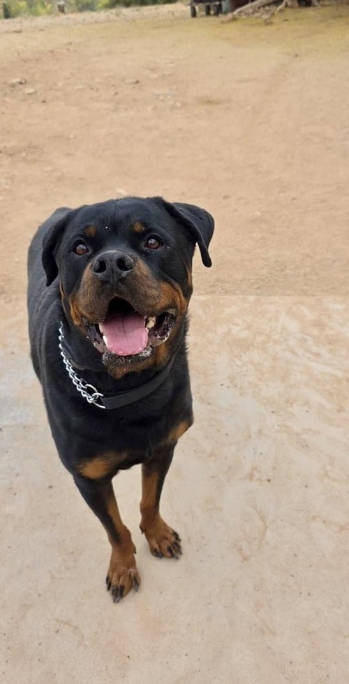 BAM - Rottweiler available for adoption