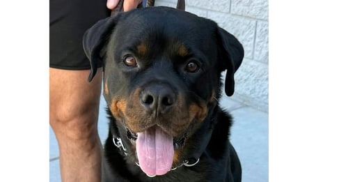 BAM - Rottweiler available for adoption