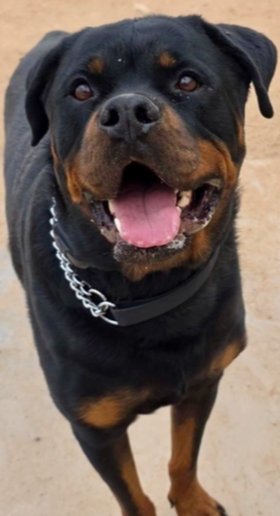 BAM - Rottweiler available for adoption