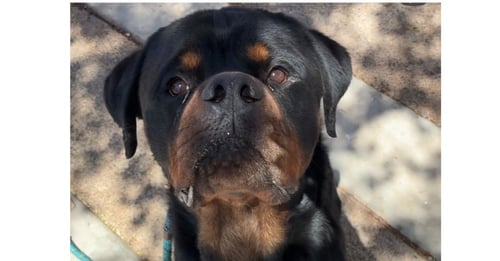 AVERY - Rottweiler available for adoption