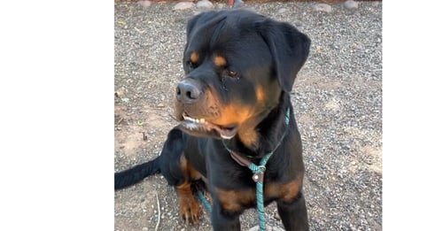 AVERY - Rottweiler available for adoption