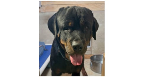 STORM - Rottweiler available for adoption