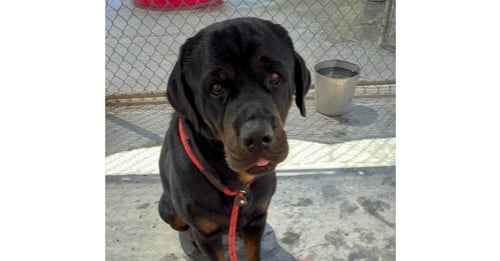 STORM - Rottweiler available for adoption